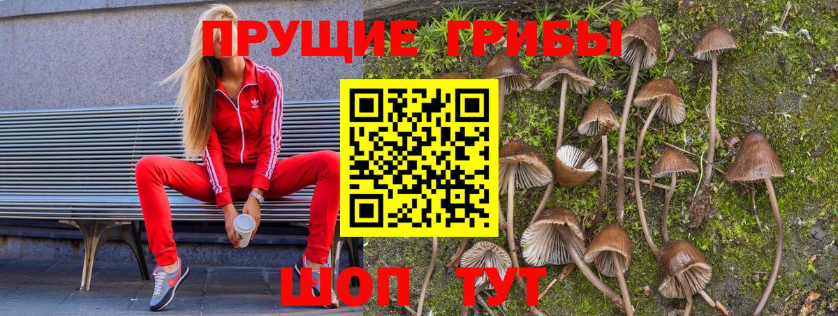 Галлюциногенные грибы Psilocybe Курчатов